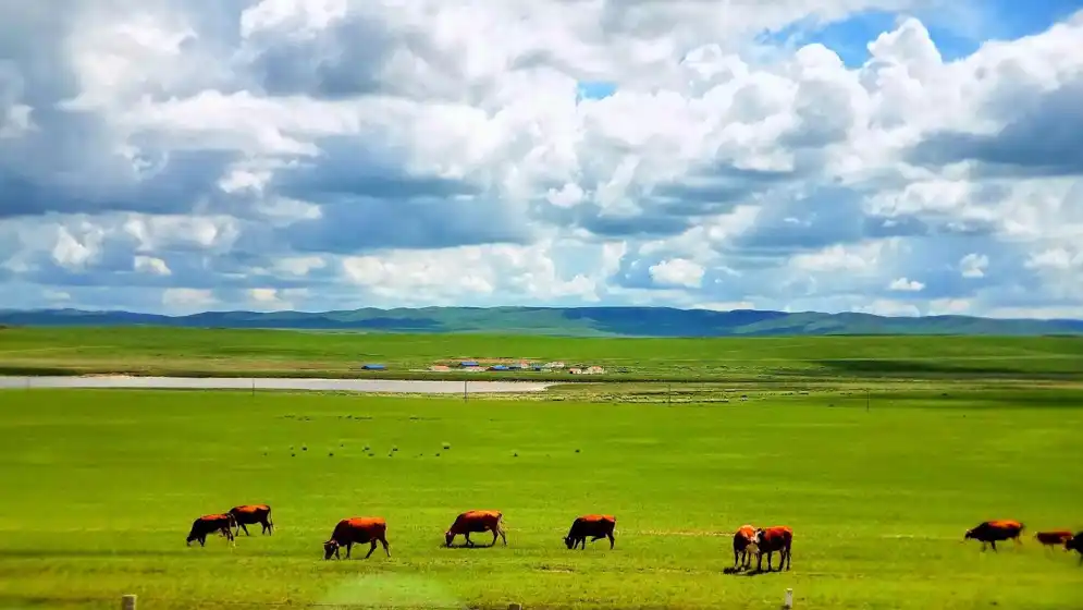 Hulunbuir Grassland,Grassland,China,Natural Scenery