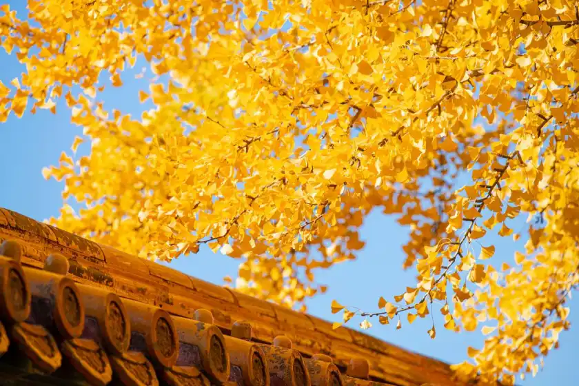 Forbidden City,Beijing,Imperial Palace,China travel,Historical site, imperial history, ancient palace, cultural heritage