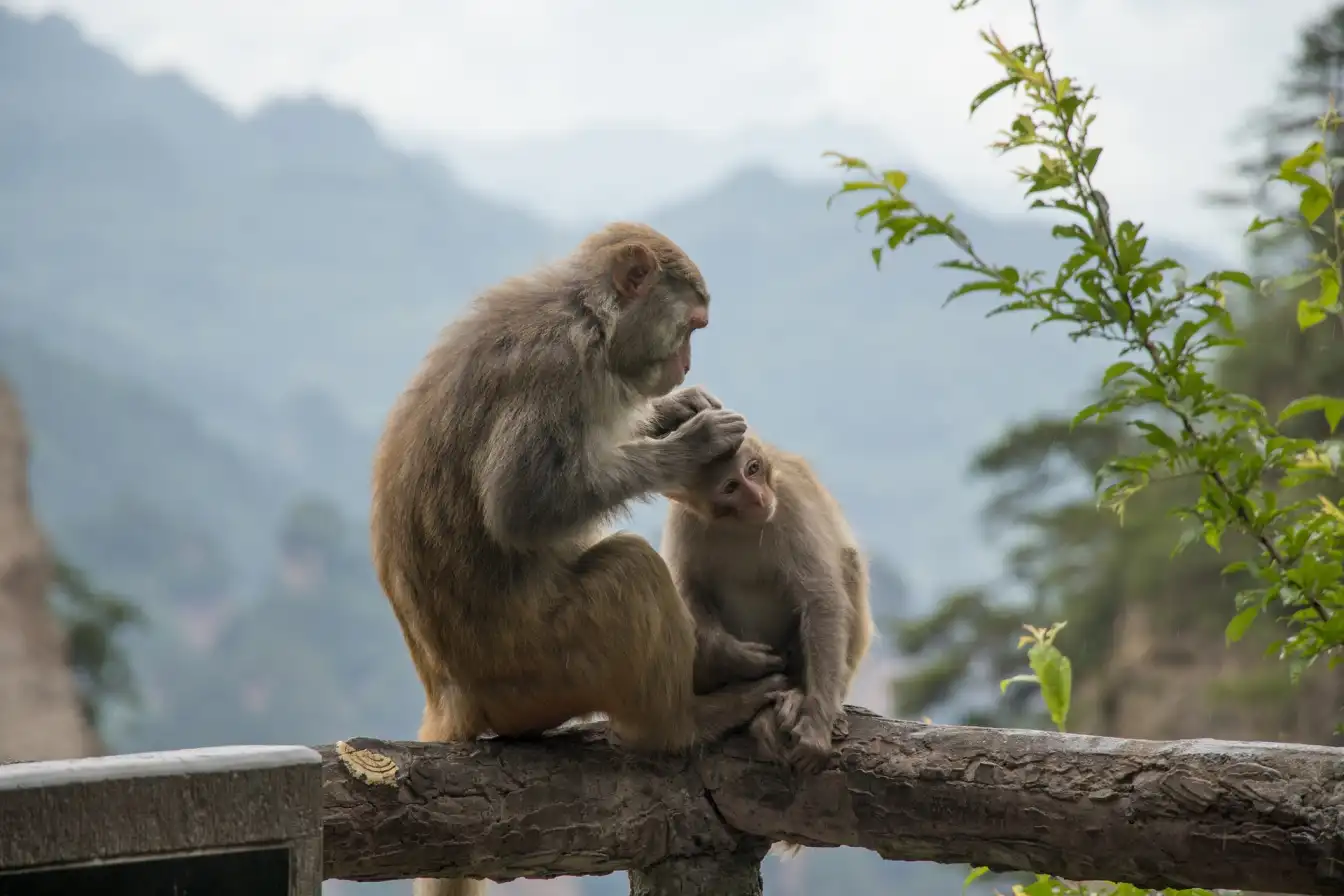 Zhangjiajie, wildlife, China travel