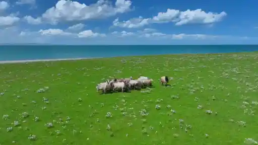 Qinghai Lake, national scenic area, China natural wonders